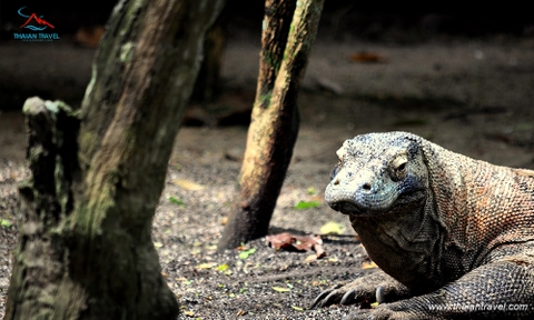 Tour Bali - đảo rồng Komodo 6N5Đ khám phá đất nước Indonesia xinh đẹp