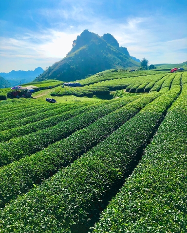 TOUR MỘC CHÂU TẾT NGUYÊN ĐÁN 3 NGÀY 2 ĐÊM TỪ HÀ NỘI