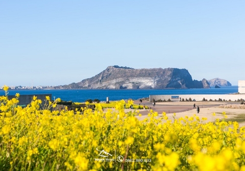 Tour du lịch đảo jeju hàn quốc