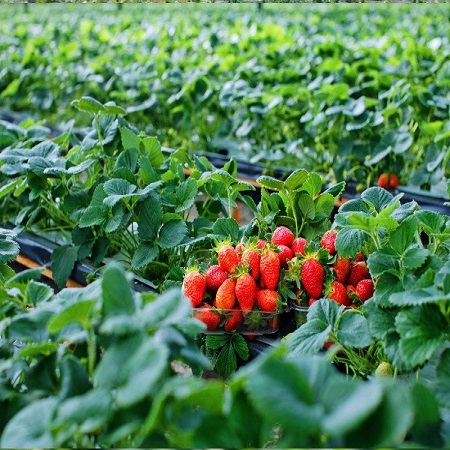 Tour Hà Nội - Đà Lạt 01