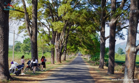 Tour Pleiku - Buôn Mê Thuột mùa hoa Cafe khám phá Tây Nguyên hùng vĩ