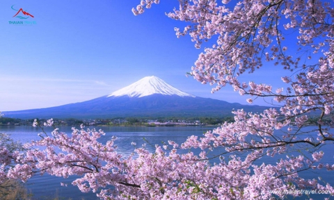 Tour Nhật Bản mùa hoa anh đào 2023