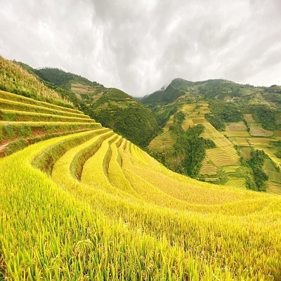 Tour Mù Căng Chải - Thái An travel