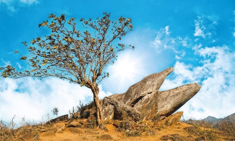 Tour Tà Xùa - Xím Vàng 2 ngày 1 đêm - Tây Bắc mùa lúa chín