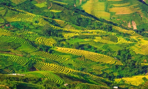 Tour Tà Xùa - Xím Vàng 2 ngày 1 đêm - Tây Bắc mùa lúa chín