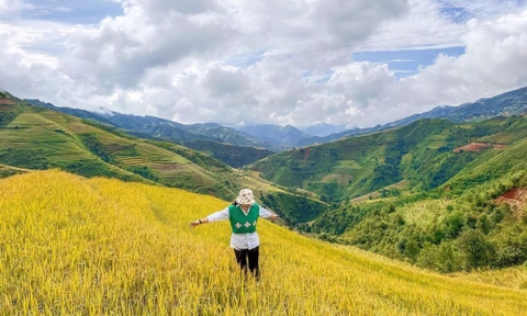 Tour Tà Xùa - Xím Vàng 2 ngày 1 đêm - Tây Bắc mùa lúa chín