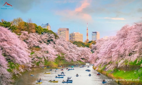 Tour mùa thu Nhật Bản: HÀ NỘI- OSAKA –KOBE – KYOTO– NÚI PHÚ SĨ – TOKYO