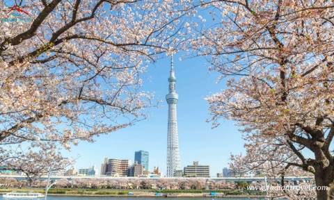 Tour Nhật Bản Tết dương lịch : OSAKA – NARA – KYOTO – NAGOYA – PHÚ SĨ – TOKYO: Phú sĩ