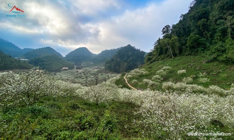 Tour Mộc châu - Tà Xùa 2 ngày 1 đêm Cầu kính Bạch Long, săn mây Tà Xùa