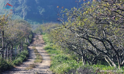 Tour Mộc châu - Tà Xùa 2 ngày 1 đêm Cầu kính Bạch Long, săn mây Tà Xùa