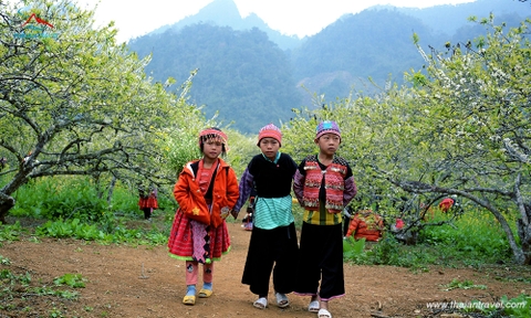 Tour Mai Châu - Mộc Châu 2 ngày 1 đêm khởi hành từ Hà Nội