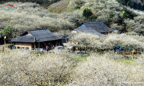 Tour Mai Châu - Mộc Châu 2 ngày 1 đêm khởi hành từ Hà Nội