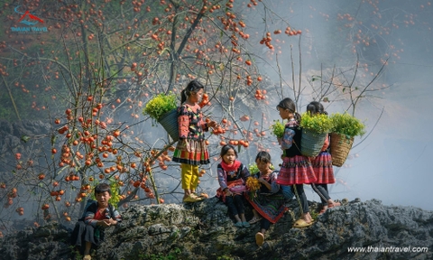 TOUR MỘC CHÂU TẾT NGUYÊN ĐÁN 3 NGÀY 2 ĐÊM TỪ HÀ NỘI