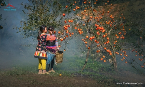 Tour Mộc Châu - Mai Châu