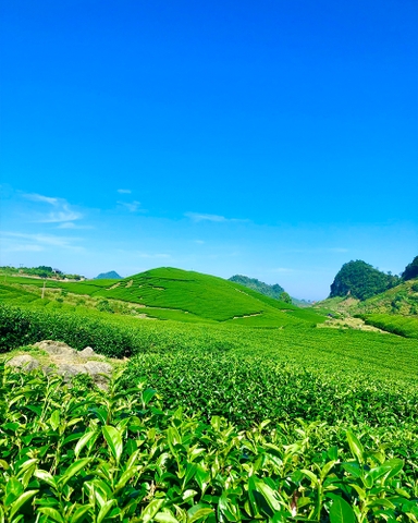 TOUR MỘC CHÂU TẾT NGUYÊN ĐÁN 3 NGÀY 2 ĐÊM TỪ HÀ NỘI