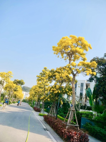 Combo Premier Village Hạ Long 2N1Đ check in con đường hoa chuông vàng Hạ Long