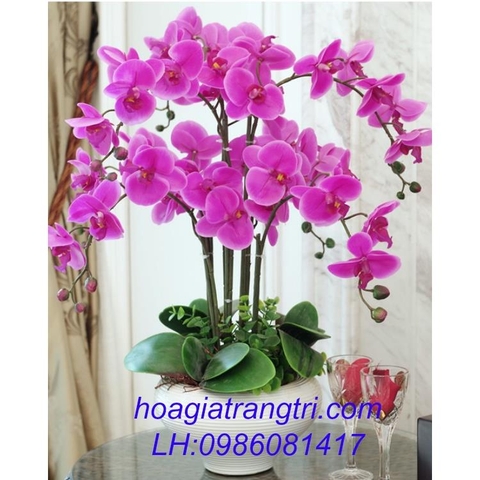 Hoa lan hồ điệp cao su tím