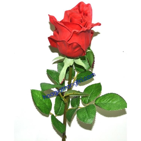 Hoa hồng cao su 4 - Giá bán lẻ