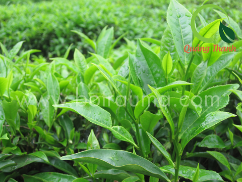 Mặt nạ trà xanh sáng da, trị mụn hiệu quả