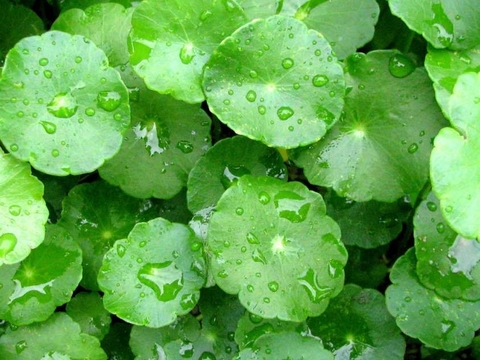 Rau má điều trị sẹo hiệu quả