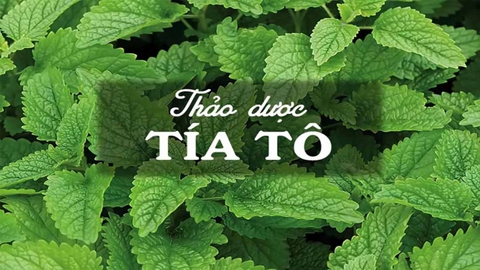 Cây tía tô - Công dụng chữa bách bệnh tự nhiên