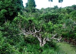 Các loại chè, trà và công dụng của trà (Trần Ngọc Thêm - P.3)