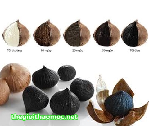 Tỏi và công dụng của tỏi đen Tỏi và công dụng của tỏi đen