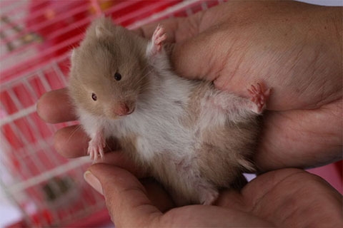 Làm gì khi Chuột Hamster bị bệnh ướt đuôi