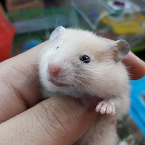 Hamster Bear vàng mơ 