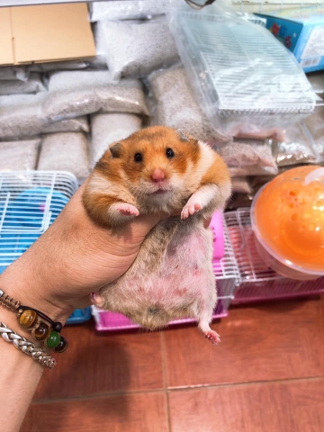 Hamster bear siêu bự