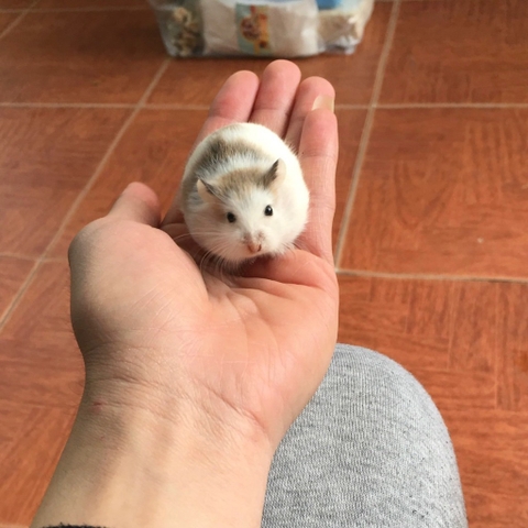 Hamster robo bò sữa ( pied)