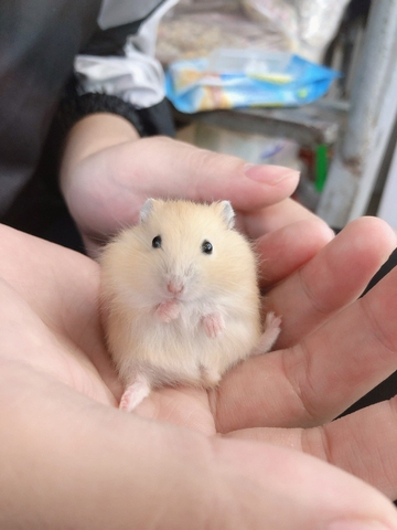 Hamster winter white bông lan