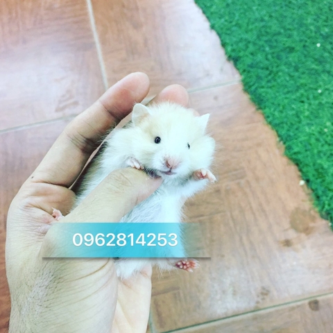 Hamster bear màu kem