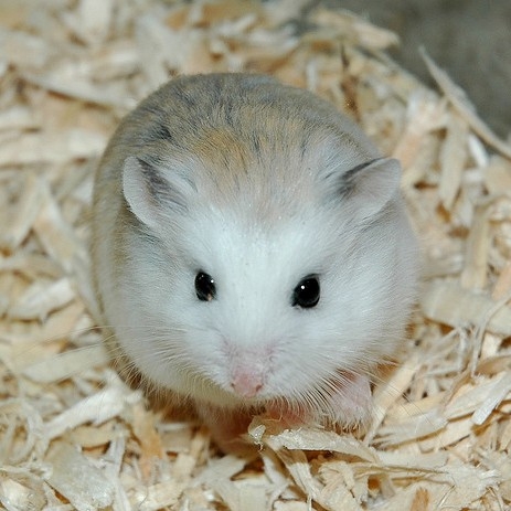 Hamster Robo mặt trắng