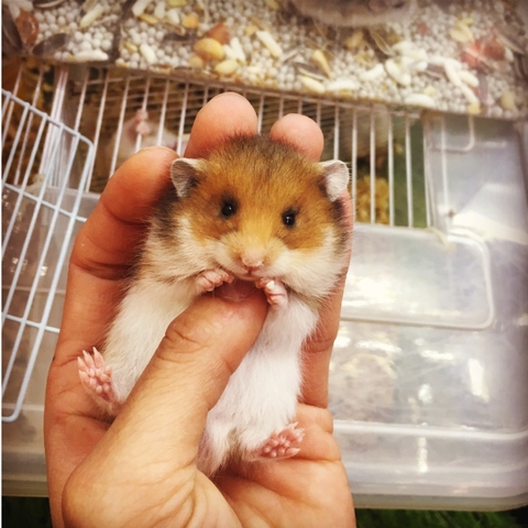 Hamster bear tam thể