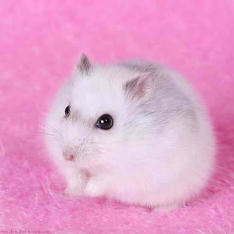 Hamster Winter White trắng sọc