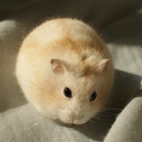 Hamster Winter White bông lan