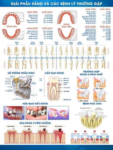 GIẢI PHẪU RĂNG VÀ CÁC BỆNH LÝ THƯỜNG GẶP