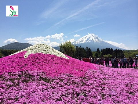 NGẮM HOA TỬ ĐẰNG VÀ HOA CHI ANH TOKYO – YAMANASHI – TOYOHASHI – KYOTO – OSAKA – KOBE