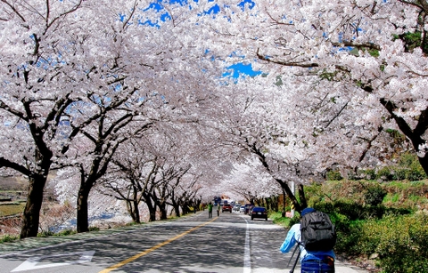 TOKYO - HAKONE - NÚI PHÚ SĨ - NARITA