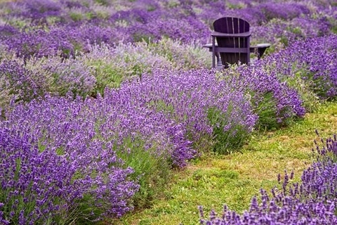 MÙA HOA LAVENDER: SAPORO - OTARU - FURANO - TOKYO - PHÚ SỸ