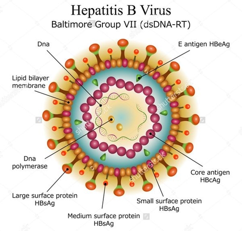 Virus viêm gan B tấn công cơ thể như thế nào?