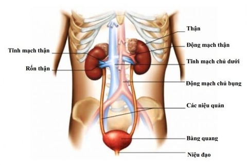 Xét nghiệm phát hiện, theo dõi điều trị suy thận