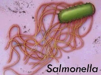Nhiễm trùng nhiễm độc ăn uống do vi khuẩn Salmonella