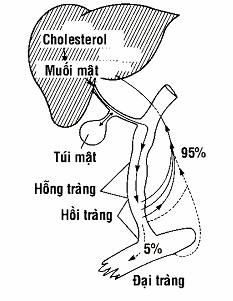 Các chức năng của gan