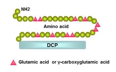 DCP (PIVKA II) - Dấu ấn mới sàng lọc ung thư gan