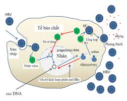 Vai trò cccDNA trong phát triển và điều trị HBV
