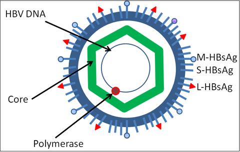 Ý nghĩa định lượng HBV-DNA trong chẩn đoán và điều trị viêm gan B