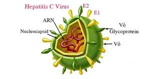 Các kiểu gen của virus viêm gan C tại Việt Nam (phần 2)