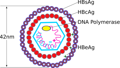 cccDNA quan trọng như thế nào đối với virus viêm gan B